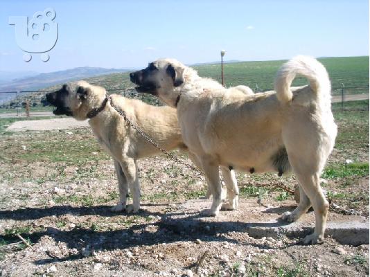 turkish kangal